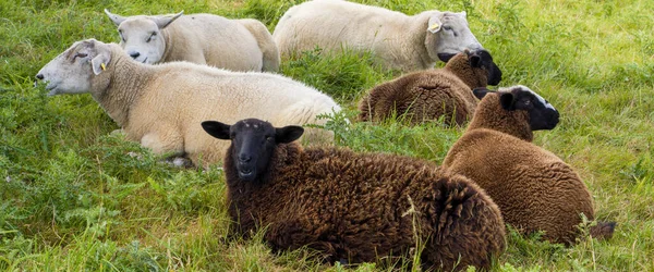 Moutons Blancs Bruns Trouvent Sur Une Prairie Verte Été Troupeau — Photo