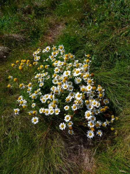 Много Белых Ромашковых Цветов Белые Полевые Цветы — стоковое фото