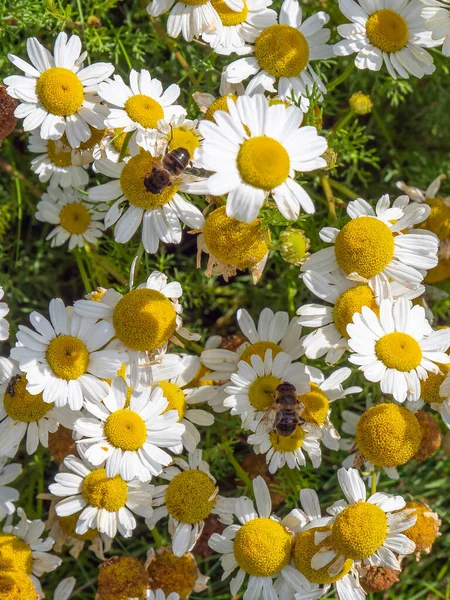 Μια Μελισσιδική Μύγα Σκαρφαλωμένη Λευκά Λουλούδια Χαμομηλιού Μια Καλοκαιρινή Μέρα — Φωτογραφία Αρχείου
