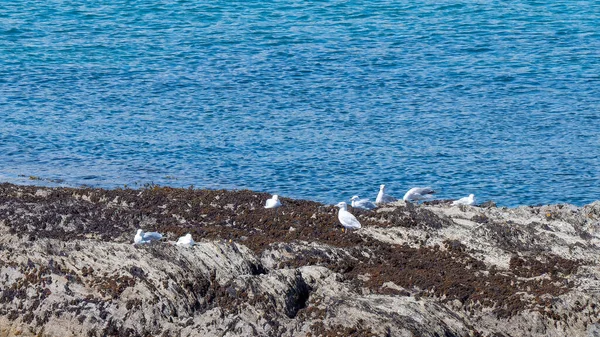 海の真ん中の岩の上にいくつかの白いカモメ 水の近くの白い鳥 — ストック写真