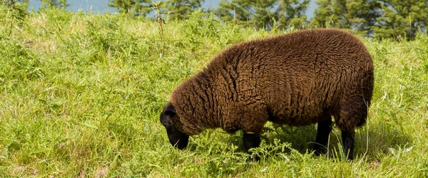 Mouton Brun Moelleux Dans Pâturage Vert Moutons Bruns Sur Herbe — Photo