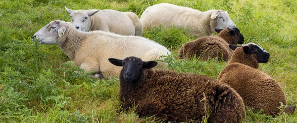 Trois Moutons Blancs Trois Moutons Bruns Reposent Sur Une Prairie — Photo