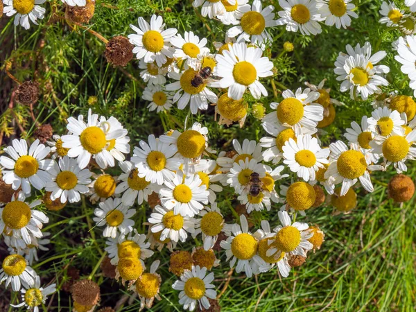 Muitas Flores Brancas Camomila Flores Brancas Insetos Selvagens — Fotografia de Stock