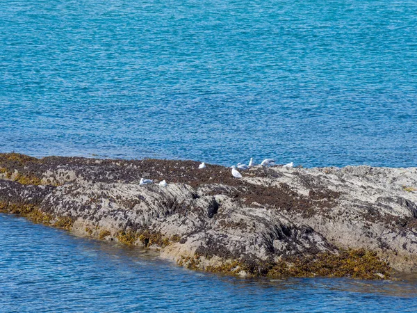 Qualche Gabbiano Bianco Una Roccia Mezzo All Oceano Uccelli Bianchi — Foto Stock