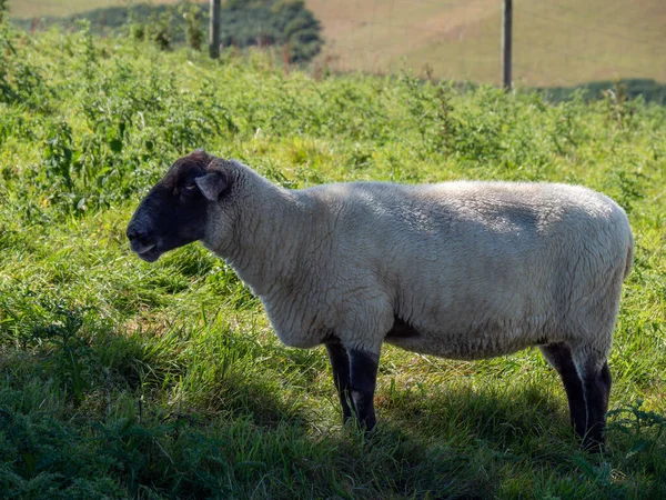 Mouton Blanc Avec Museau Noir Sur Pâturage Vert Jour Été — Photo