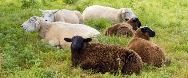 Trois Moutons Blancs Trois Moutons Bruns Trouvent Sur Une Prairie — Photo