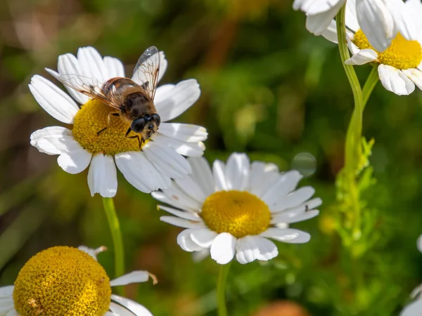 One bee-like fly sits on a white daisy flower on a summer day. Insect on a flower close-up. Hover flies, also called flower flies or syrphid flies, make up the insect family Syrphidae.
