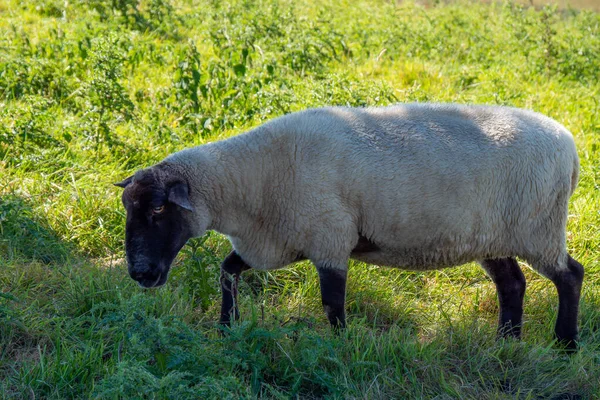 Ein Weißes Schaf Mit Schwarzer Schnauze Auf Einer Grünen Weide — Stockfoto