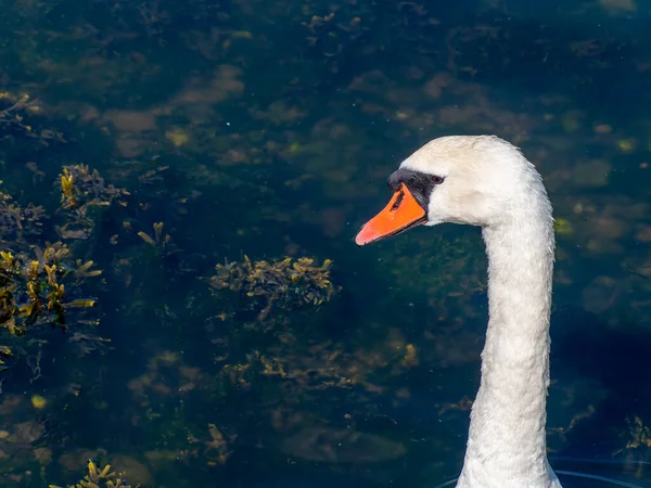 Cabeça Pássaro Cisne Pescoço Branco Longo Retrato Pássaro Espaço Cópia — Fotografia de Stock