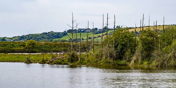 Martwe Drzewa Bagnistej Ziemi Latem Krajobraz Irlandii Bagna — Zdjęcie stockowe