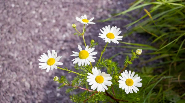 Algumas Flores Brancas Camomila Flores Pequenas Com Pétalas Brancas Flores — Fotografia de Stock