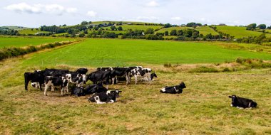Yazın İrlandalı bir çiftçinin otlağında siyah beyaz inek sürüsü. İnekler tarlada. Yeşil çim tarlasında inek sürüsü