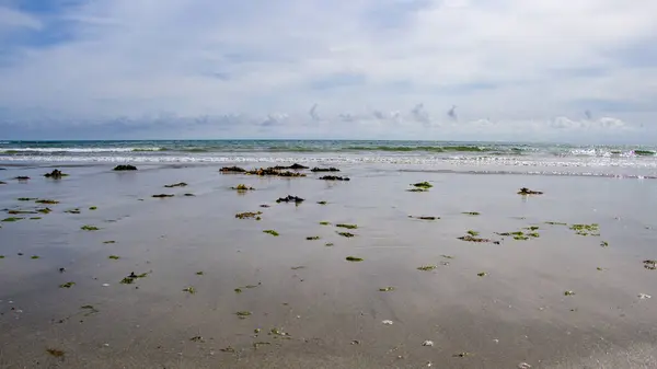 海岸上的海藻沙滩上的海藻最低限度的景观 — 图库照片