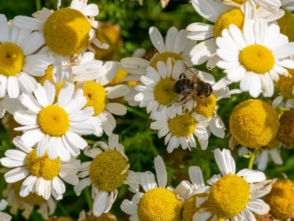 夏天的一天 一只果蝇栖息在白色的洋甘菊花上 白色野花 昆虫对植物的授粉 在近距离摄影中 蜜蜂般的苍蝇栖息在白色的雏菊上 — 图库照片
