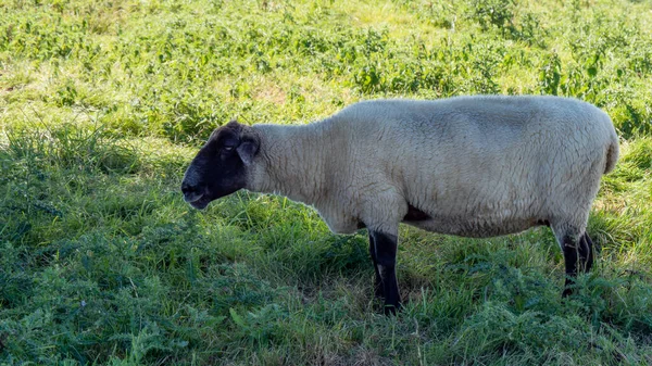 One White Sheep Black Muzzle Green Pasture Summer Day White — Stock Photo, Image
