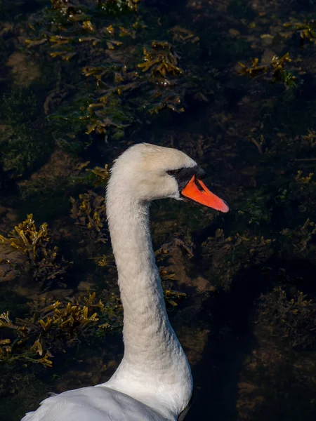 Cabeça Pássaro Pescoço Branco Longo Retrato Pássaro Cisne Branco — Fotografia de Stock