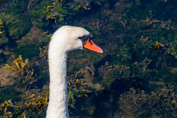 Cabeça Pássaro Cisne Pescoço Longo Retrato Pássaro Cisne Branco — Fotografia de Stock