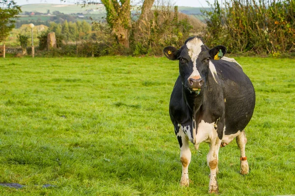 Αγελάδες Στο Χωράφι Μια Αγελάδα Κοιτάζει Την Κάμερα — Φωτογραφία Αρχείου