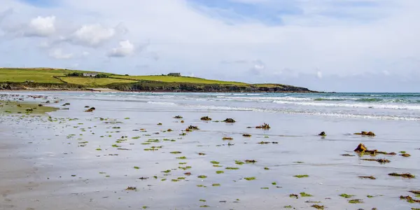 夏の日にビーチ アイルランドの海辺の風景 干潮時には砂浜に海藻 インチドニービーチ — ストック写真