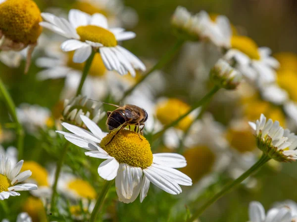 bee-like fly sits on a white daisy flower on a summer day. Insect on a flower close-up. Hover flies, also called flower flies or syrphid flies, make up the insect family Syrphidae.