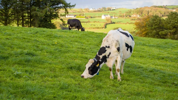 Αγελάδες Τρώνε Ζουμερό Πράσινο Χορτάρι Βοσκότοπο Αγρότη Στην Ιρλανδία — Φωτογραφία Αρχείου