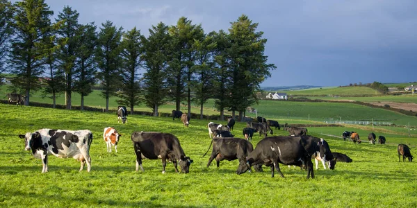stock image A herd of cows graze on a green meadow of a farmer's field in Ireland. Animals on free grazing, organic farm. Herd of cows grazing on a green meadow in the countryside. cow on grass field