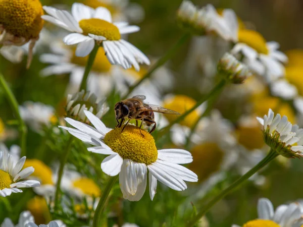 One small bee-like fly sits on a white daisy flower on a summer day. Insect on a flower close-up. Hover flies, also called flower flies or syrphid flies, insect family Syrphidae.