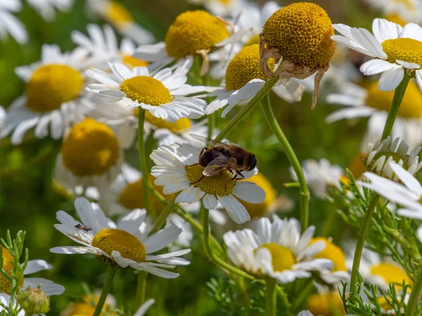 One small bee-like fly sits on a white daisy flower on a summer day. Insect on a flower close-up. Hover flies, also called flower flies or syrphid flies.