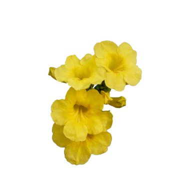 Sarı tropikal çiçeklerin aşılanması, izole. Tecoma stans 'ın canlı çiçekleri, Bignoniaceae ailesinde yaygın olarak sarı trompet, sarı çanlar, sarı yaşlılar veya kızıl Thomas olarak adlandırılan bir çalılık.