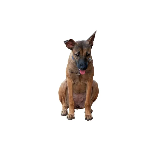 Jeden Kundel Brązowy Pies Siedzi Językiem Wierzchu Izolacja — Zdjęcie stockowe