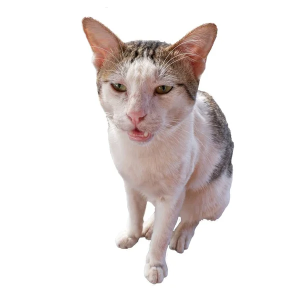 Ένας Κοντός Ασπρομάλλης Γάτος Κάθεται Στόμα Του Ανοιχτό Μεμονωμένα — Φωτογραφία Αρχείου