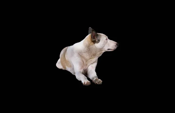 Одна Светловолосая Лежачая Собака Изолированная Заднем Плане Дворняга — стоковое фото