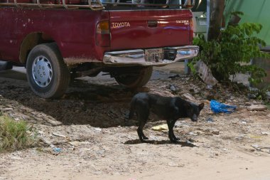 Siem Reap, Kamboçya, Aralık 2018. Geceleri Kamboçya 'da bir kamyonetin yanında siyah bir bahçe köpeği duruyor..