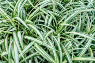 Carex morrowii (