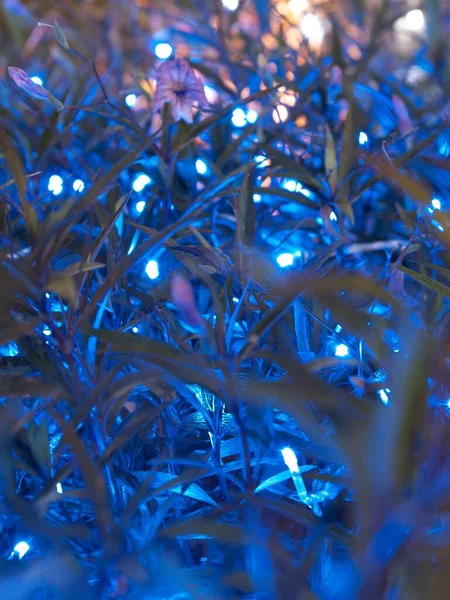 Lumières Décoratives Bleues Entrelacées Entre Les Branches Une Plante Créant — Photo