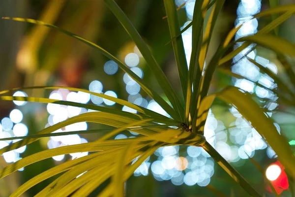 Bulanık Bir Gece Arkaplanı Olan Bir Palmiye Yaprağının Yakın Çekimi — Stok fotoğraf
