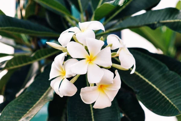 Una Inflorescencia Flores Blancas Sándalo Una Rama Con Hojas Verdes — Foto de Stock