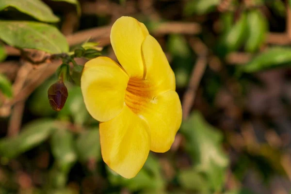 Eine Große Gelbe Fünfblättrige Blume Eine Nahaufnahme Goldene Trompetenrebe Allamandra — Stockfoto