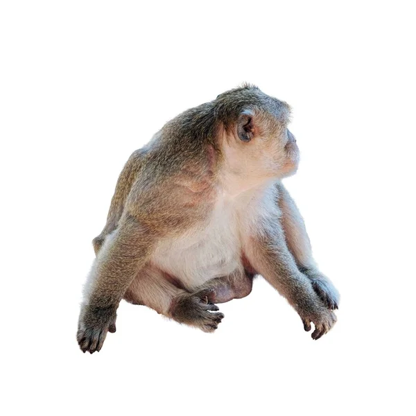 Şirin Tüylü Bir Maymun Primat Izole Edilmiş Bir Görüntü — Stok fotoğraf