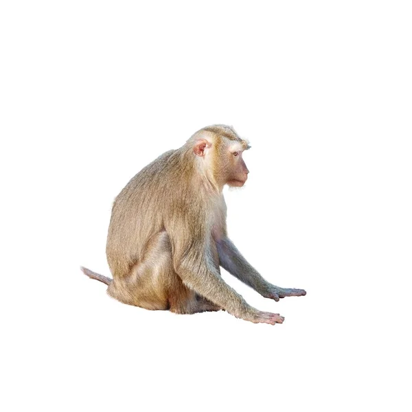 Ένα Χαριτωμένο Αφράτο Μαϊμού Κάθεται Πρωτεύον Απομονωμένη Εικόνα — Φωτογραφία Αρχείου