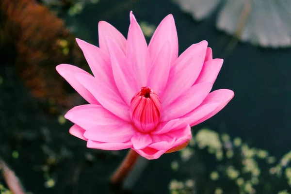 Een Mooie Bloeiende Water Lotus Met Roze Bloemblaadjes Close — Stockfoto
