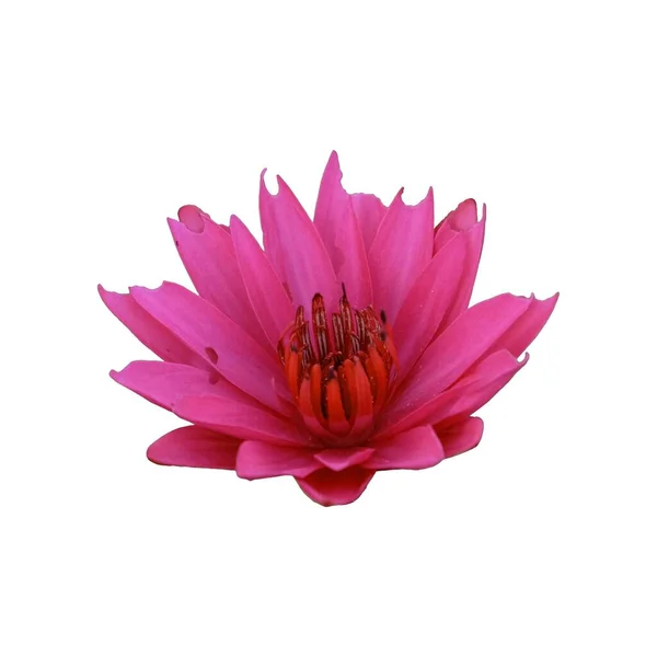 Zole Edilmiş Tek Bir Pembe Nilüfer Çiçeğinin Makro Görüntüsü Çiçek — Stok fotoğraf