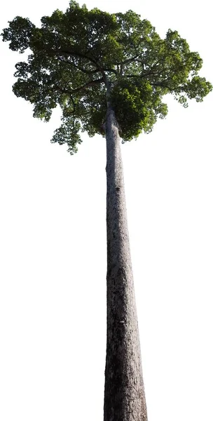 Ideální Strom Vysokým Tenkým Kmenem Bez Větví Hustým Vrcholem Izolovaný — Stock fotografie