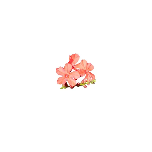 Set Van Kleine Roze Vijf Bloemblaadjes Bloemen Geïsoleerd Een Effen — Stockfoto