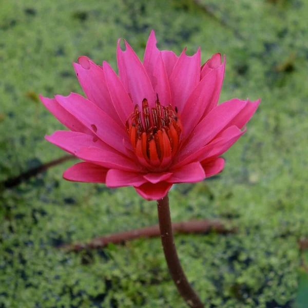 Gedetailleerde Opname Van Een Solitaire Roze Lotusbloem Een Aquatische Schoonheid — Stockfoto