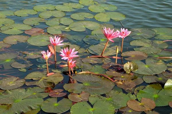 Poucas Flores Lótus Rosa Florescem Superfície Lago Situado Entre Uma — Fotografia de Stock