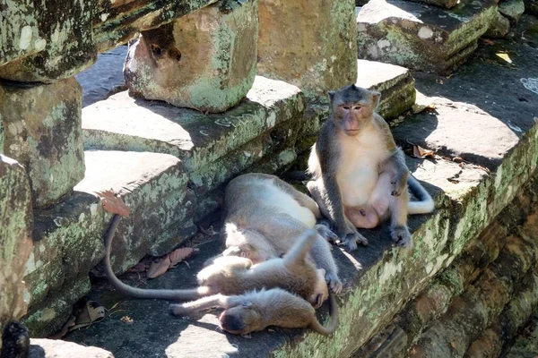 Şirin Maymunlardan Oluşan Bir Aile Antik Taş Kalıntıları Arasında Rahatça — Stok fotoğraf