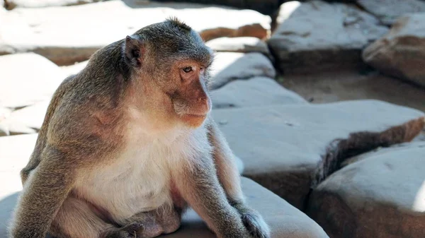 かわいいふわふわの猿が石板の上に腰を下ろしている — ストック写真