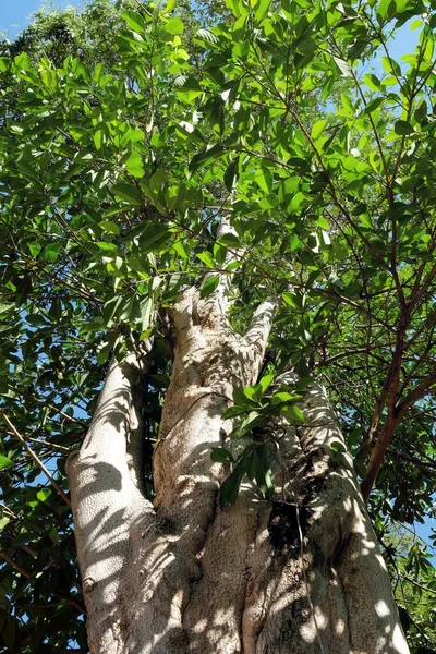Tronc Couronne Ficus Tropicaux Marchant Banyan — Photo