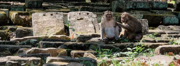 Şirin Maymun Ailesi Antik Taş Kalıntılarının Arasında Rahatça Yerleşmiş — Stok fotoğraf